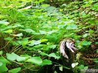 forest20.jpg : forest.oregon