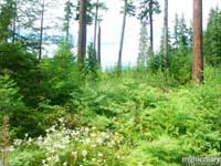 forest22.jpg : forest.oregon