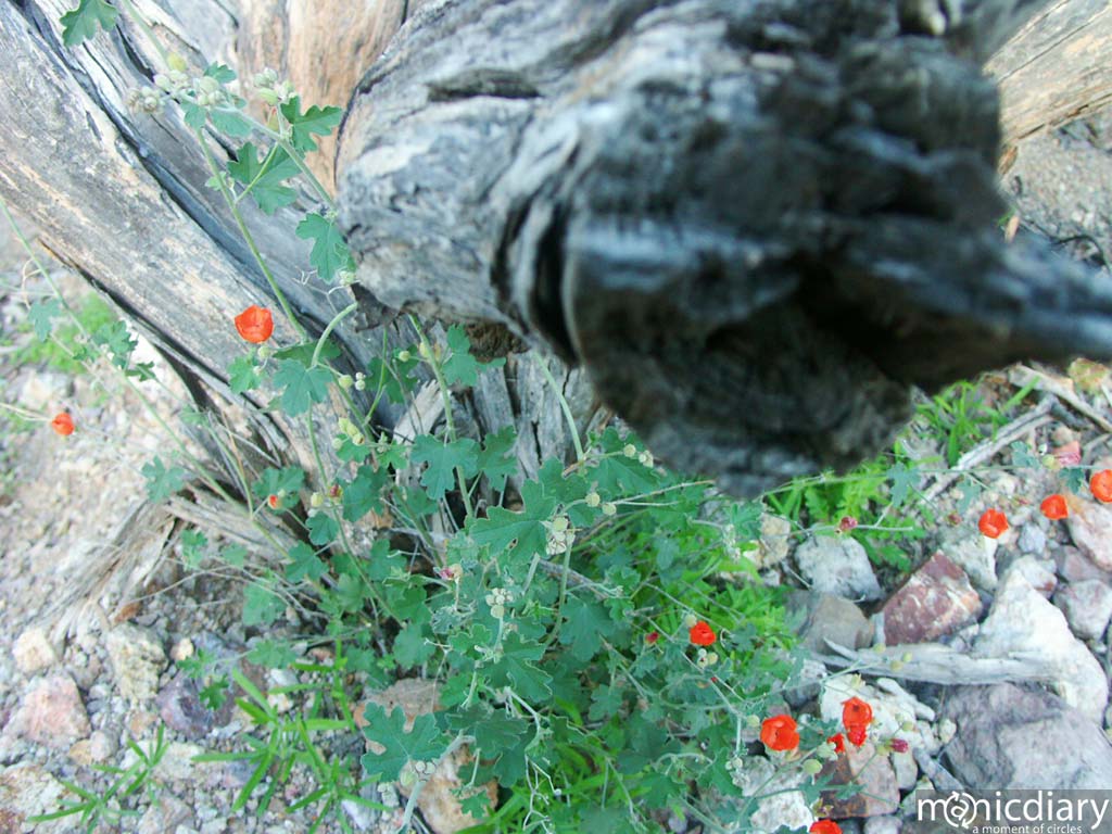 gates_pass04.jpg : gates.pass.arizona