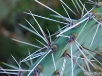 gates_pass05.jpg : gates.pass.arizona