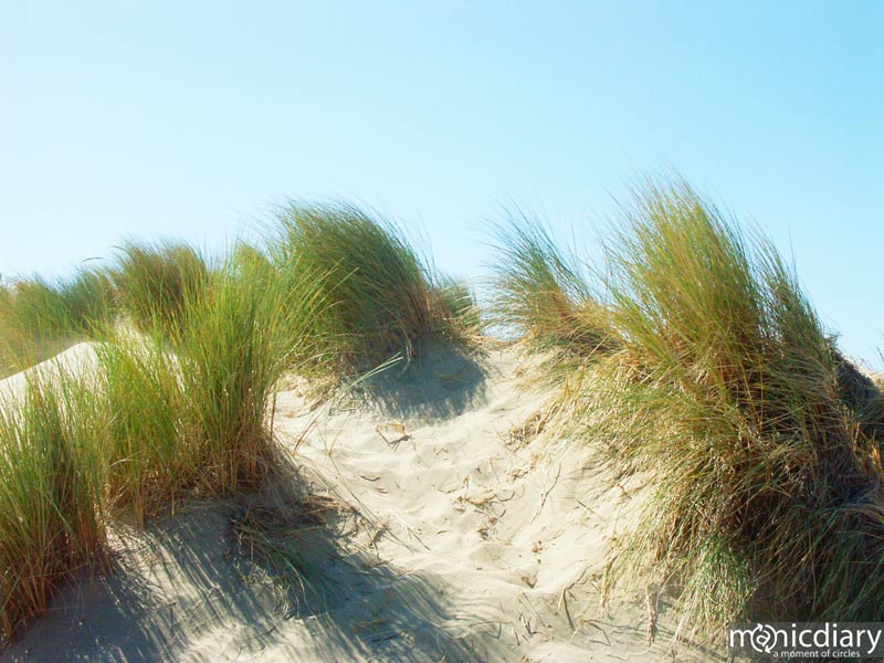 honeyman00.jpg : honeyman.sp.oregon