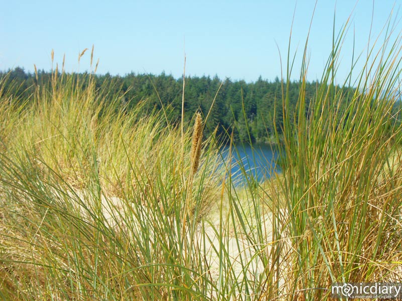 honeyman05.jpg : honeyman.sp.oregon