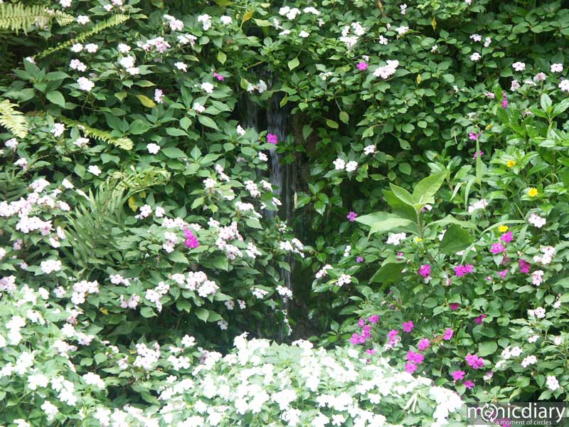 flowerwaterkg.jpg : iao.maui