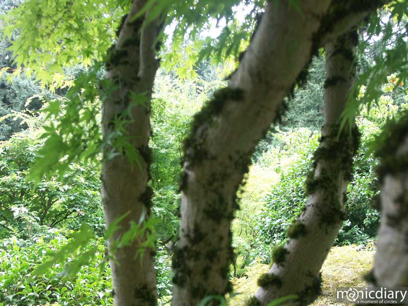japanese_garden21.jpg : japanese.garden.portland.or