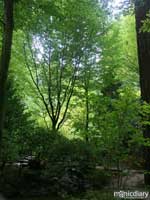 japanese_garden40.jpg : japanese.garden.portland.or