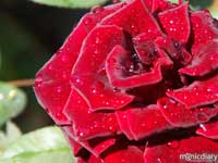 city_of_roses00.jpg : misc.oregon