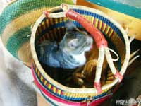 kitten.jpg : misc.oregon