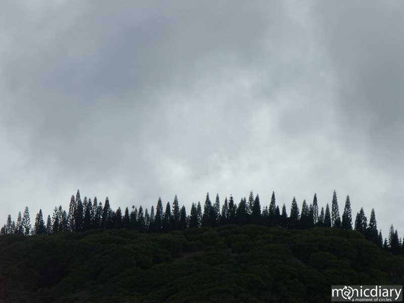 pines.jpg : north.shore.maui