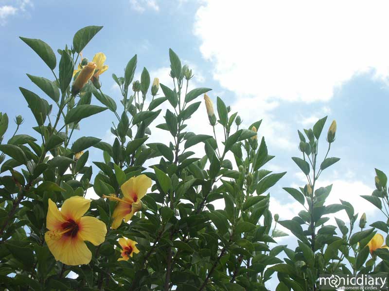 hibiscus.jpg : wailea.maui