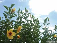 hibiscus.jpg : wailea.maui